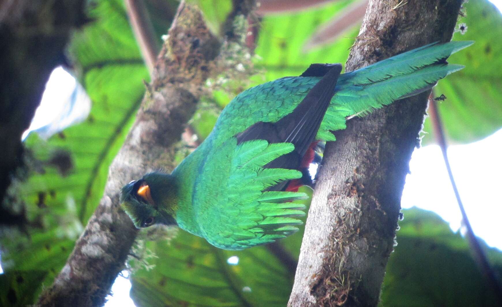 Image de Quetzal doré