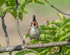 Image of Marsh Wren