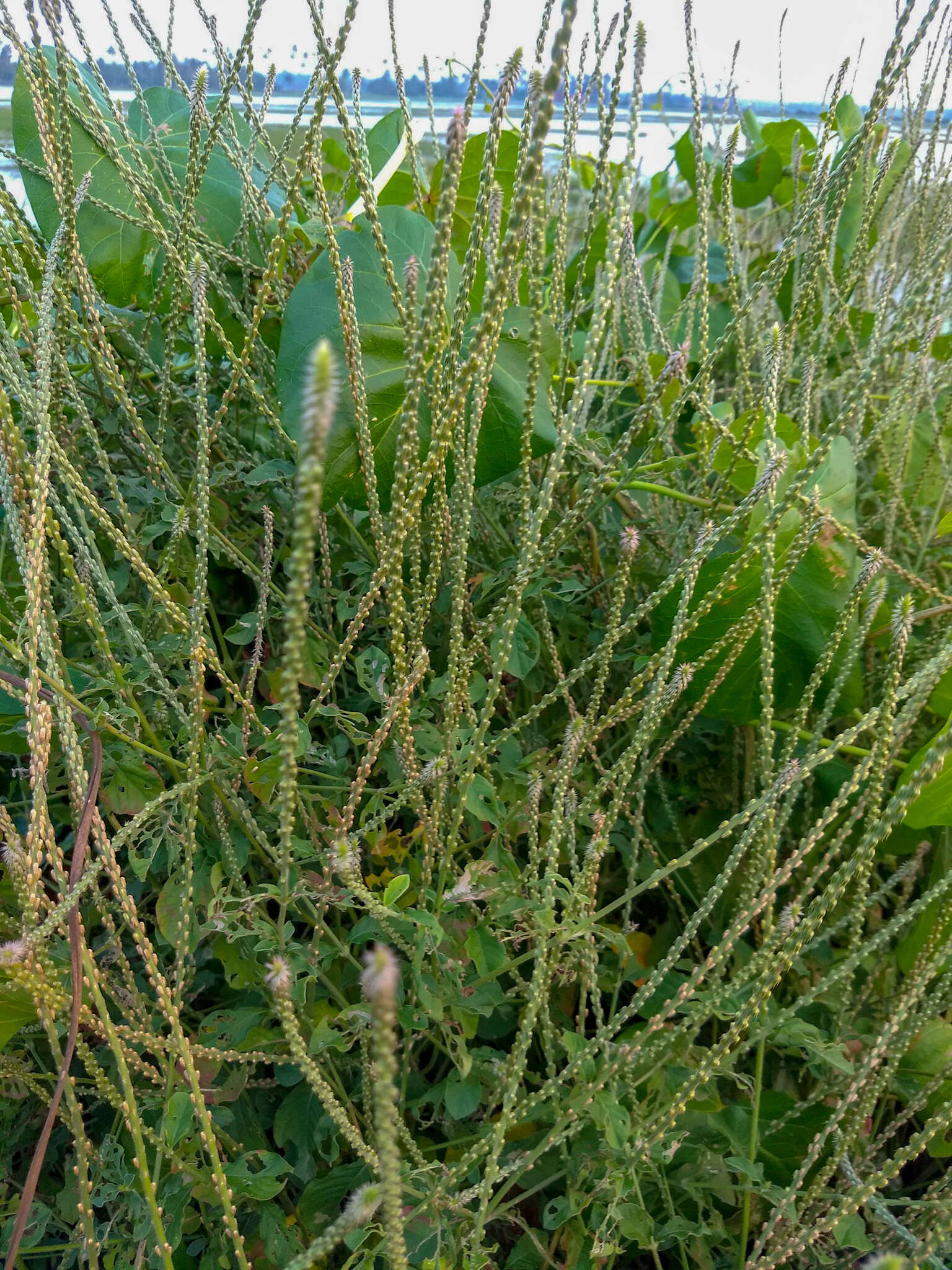 Image of Chaff-flower