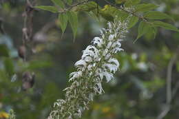 Lobelia nicotianifolia Roth resmi