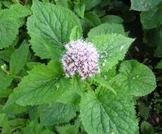 Image of hemp agrimony