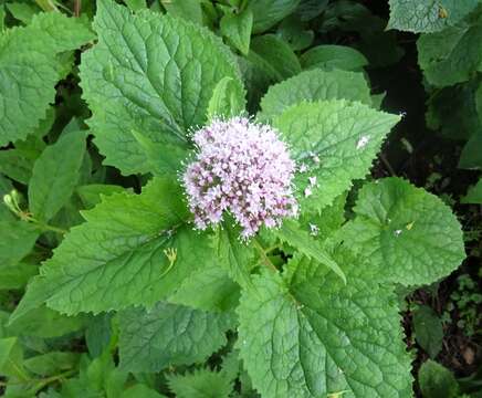 Image of hemp agrimony