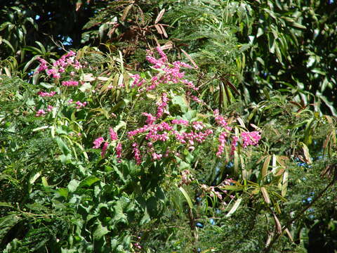 Image of antigonon