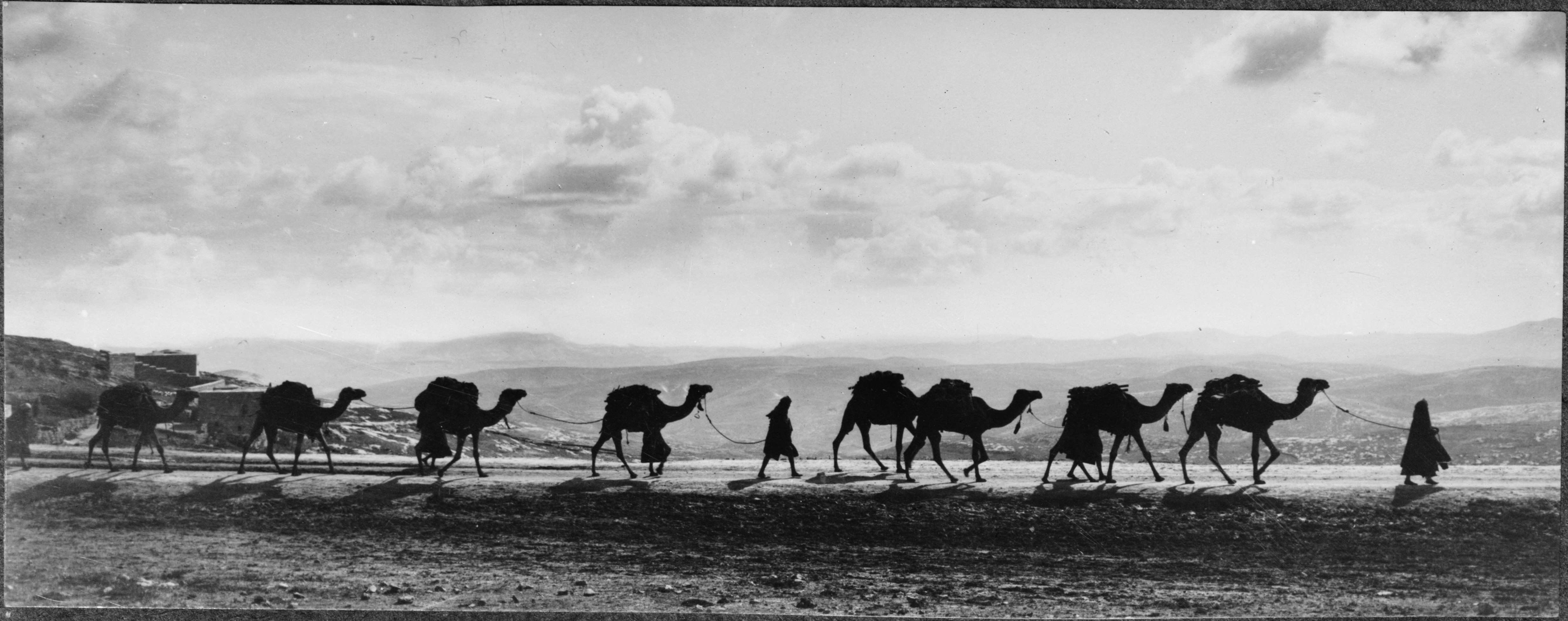 Image of camels