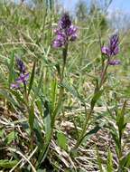 Image of tufted milkwort