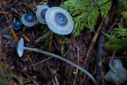 Image of Mycena amicta (Fr.) Quél. 1872