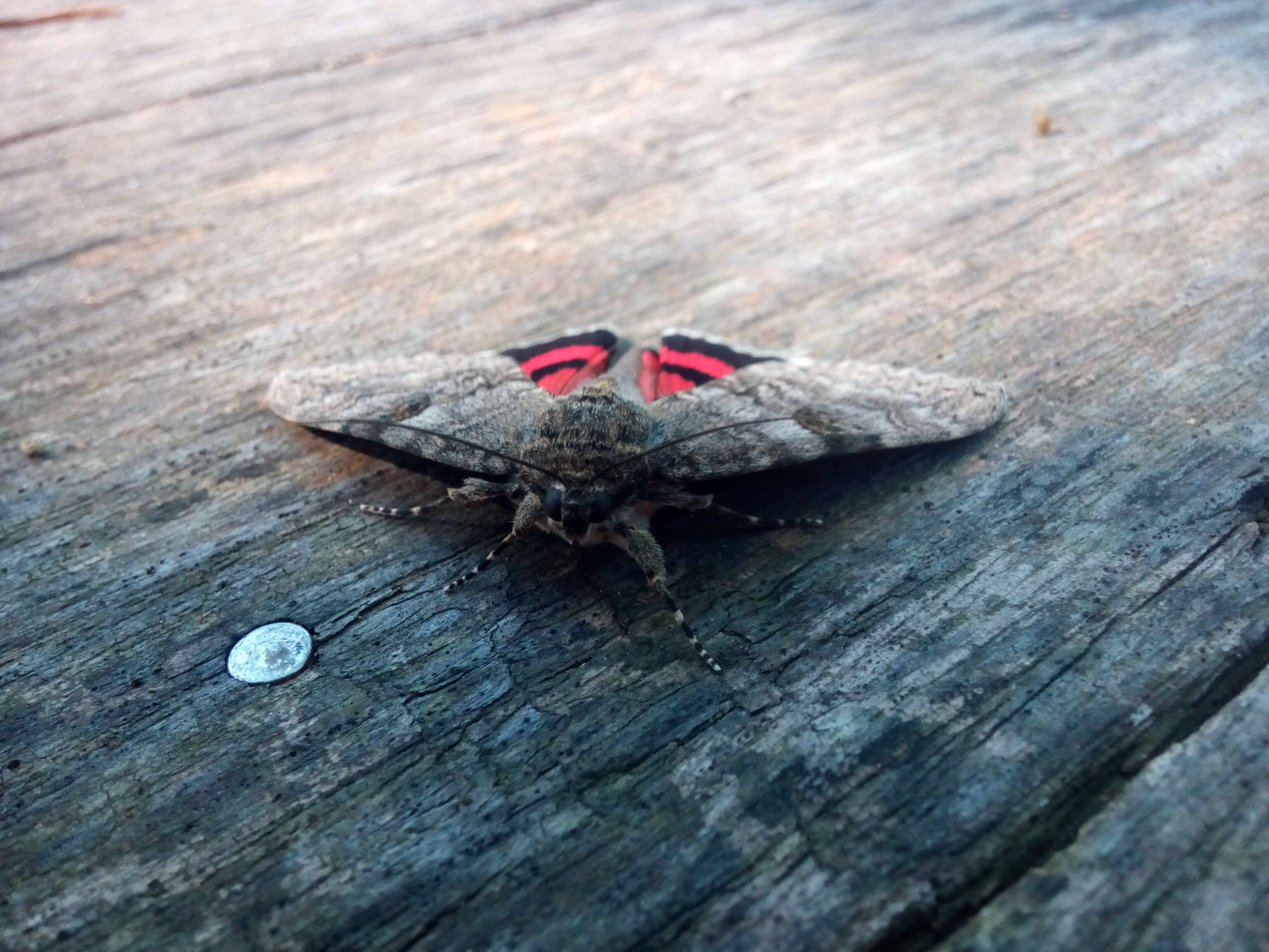 Image of red underwing