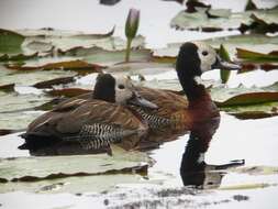 Image of White-faced Whistling Duck