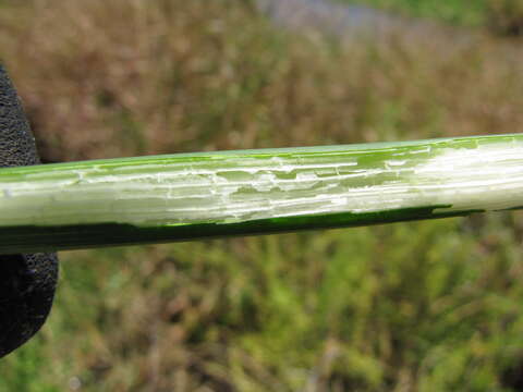 Image of California bulrush