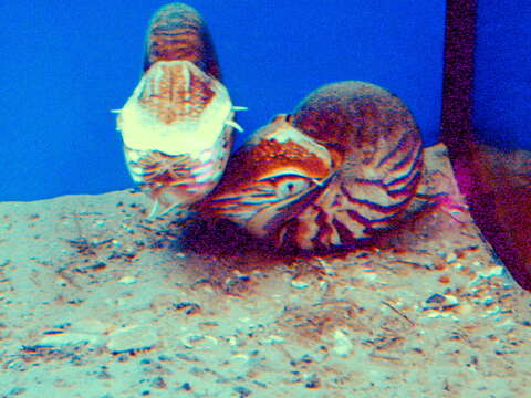 Image of chambered nautilus