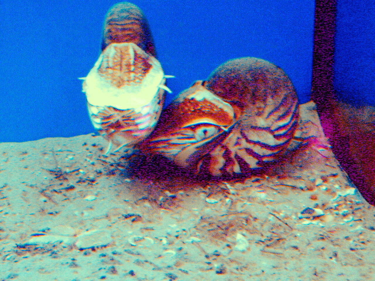 Nautilus pompilius Linnaeus 1758 resmi