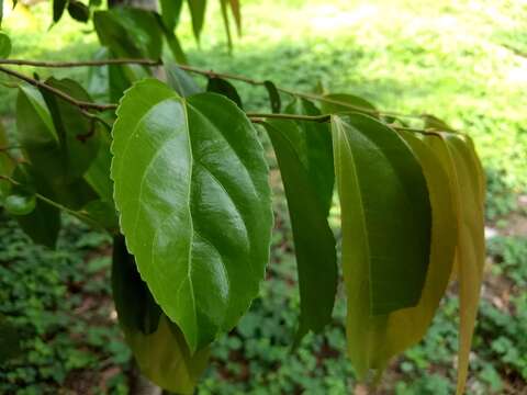 Image of Flacourtia montana J. Grah.