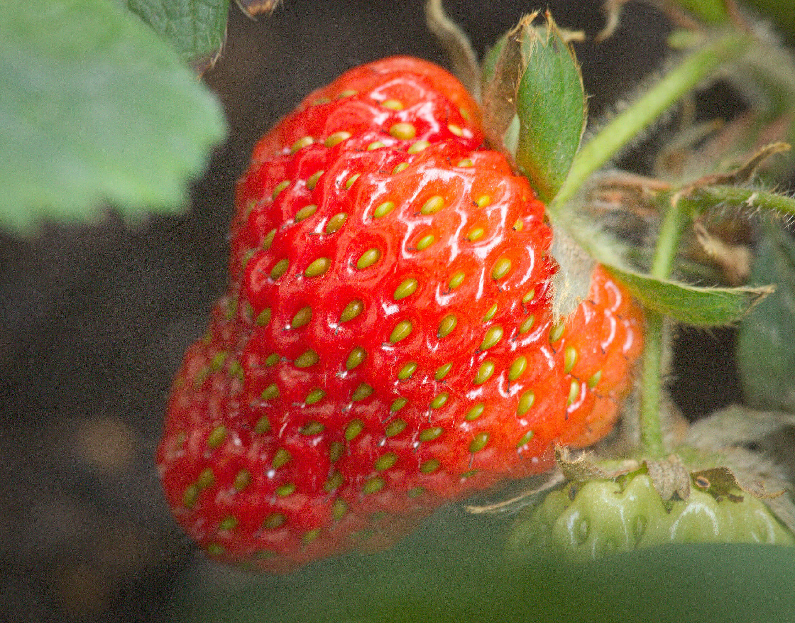 Image of Garden strawberry