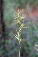 Image of citronella grass