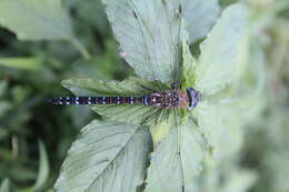 Image of Migrant Hawker