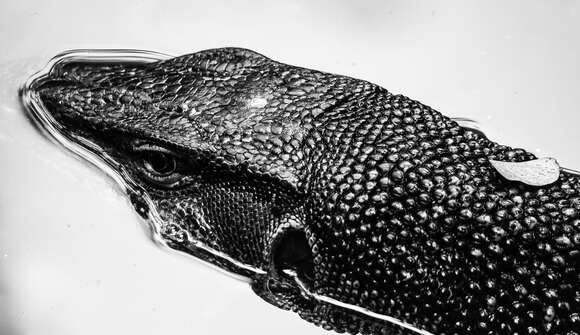 Image of Common Water Monitor