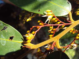 Image of Hopea ponga (Dennst.) D. J. Mabberley