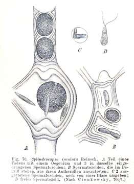 Image of Cylindrocapsa Reinsch 1867