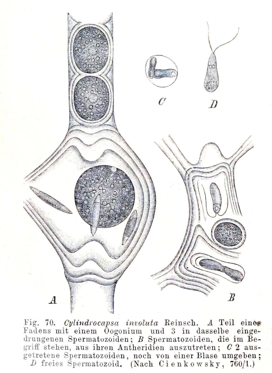 Image of Cylindrocapsa Reinsch 1867