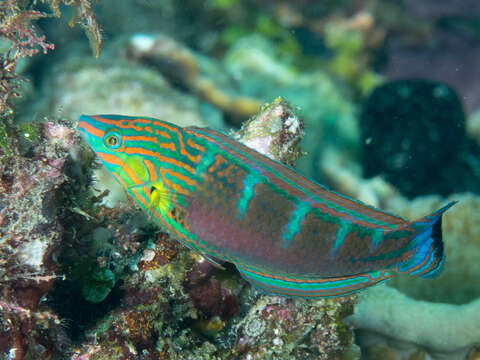 Image of Hoeven's wrasse