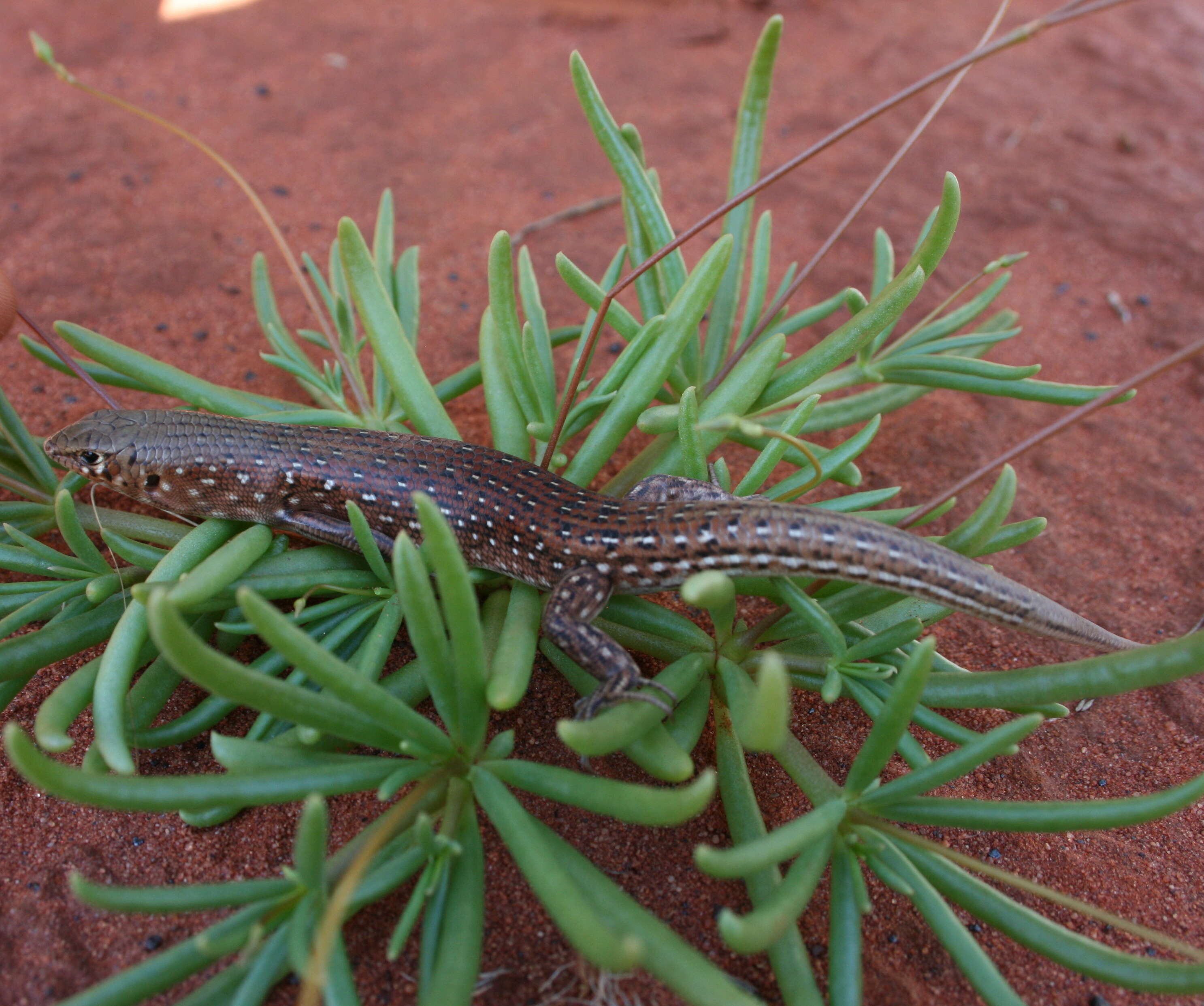 Image of Leopard skink