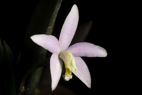 Image of Cattleya reginae (Pabst) Van den Berg