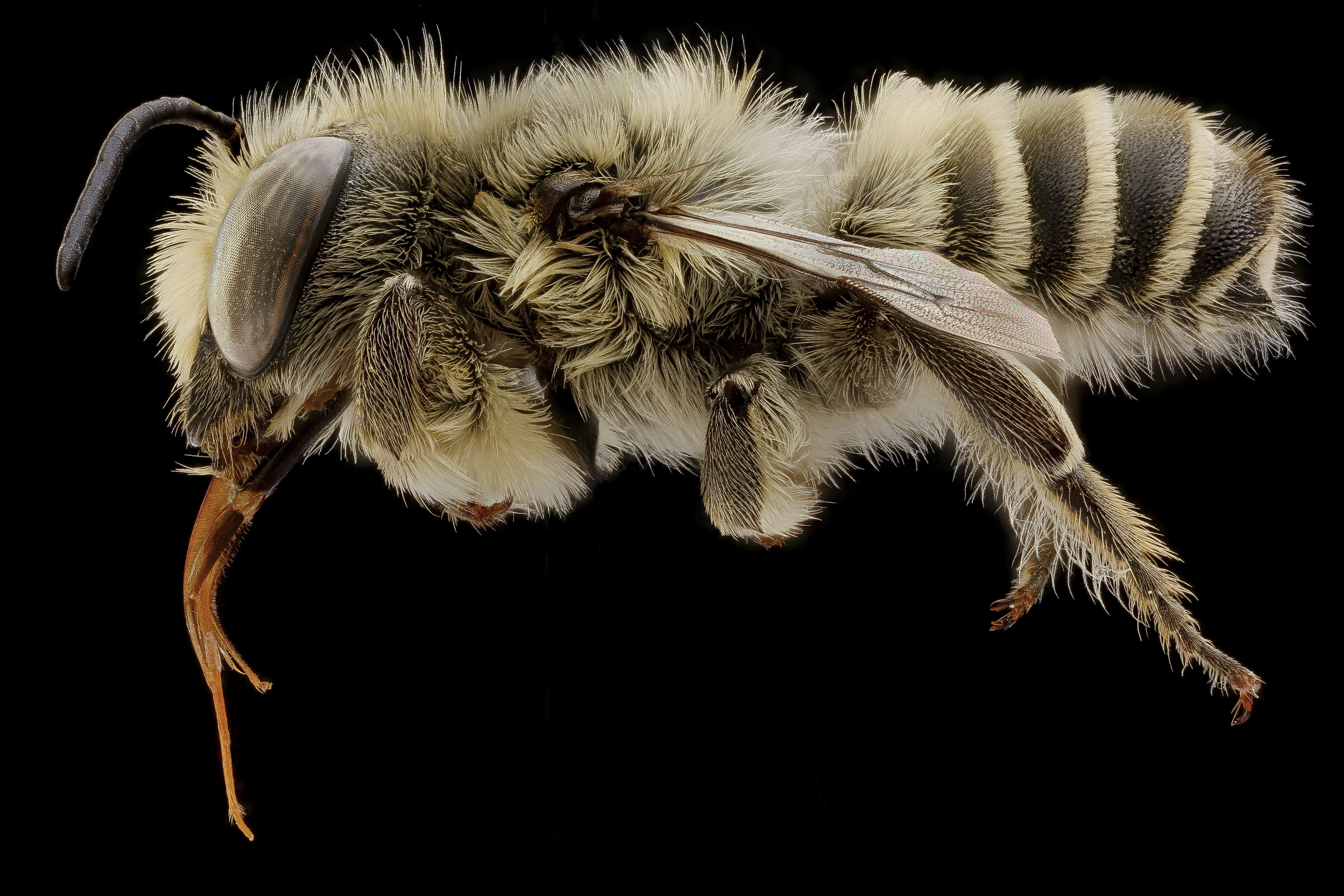 Image of Megachile coquilletti Cockerell 1915