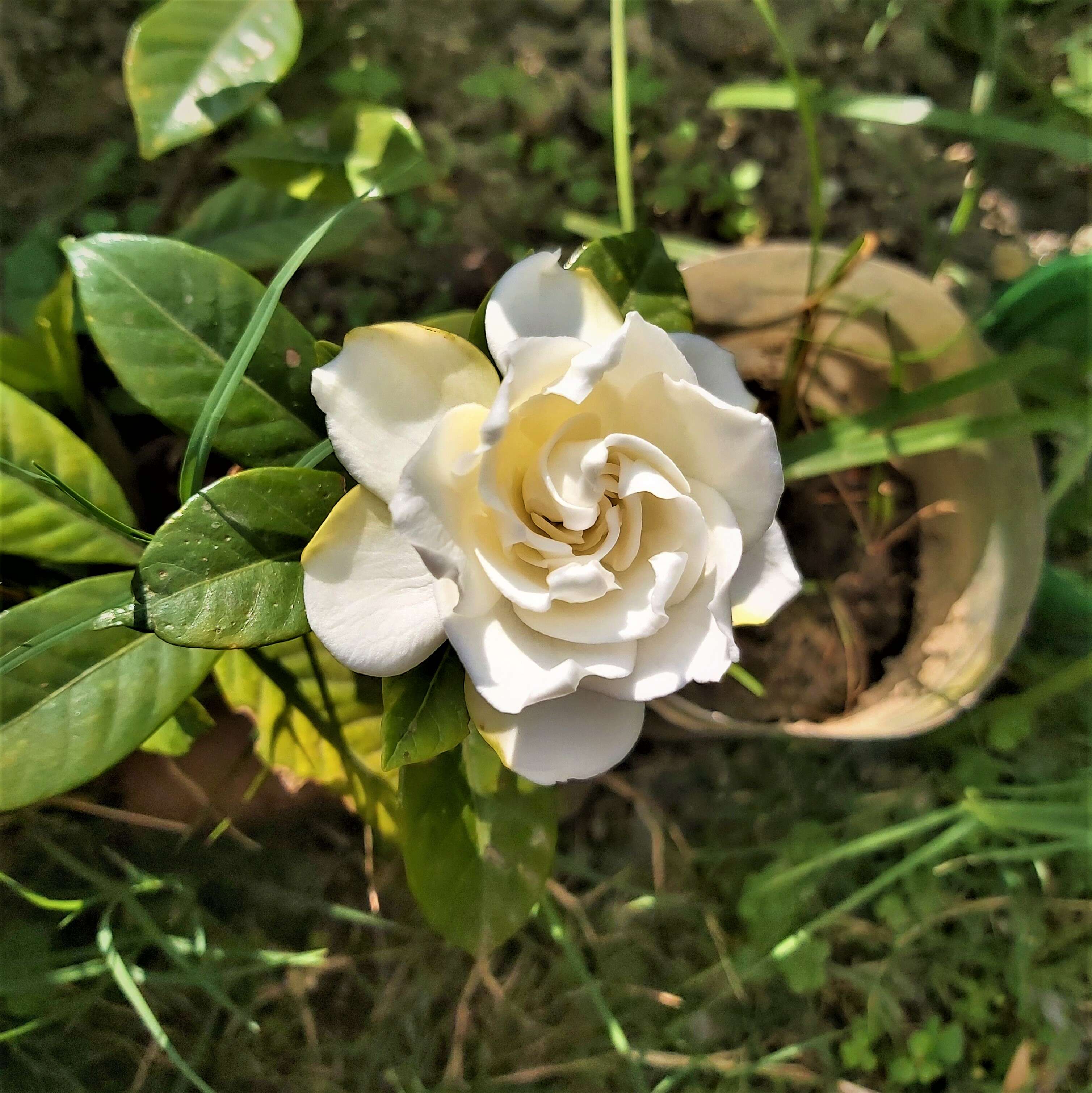 Image de Gardenia jasminoides J. Ellis