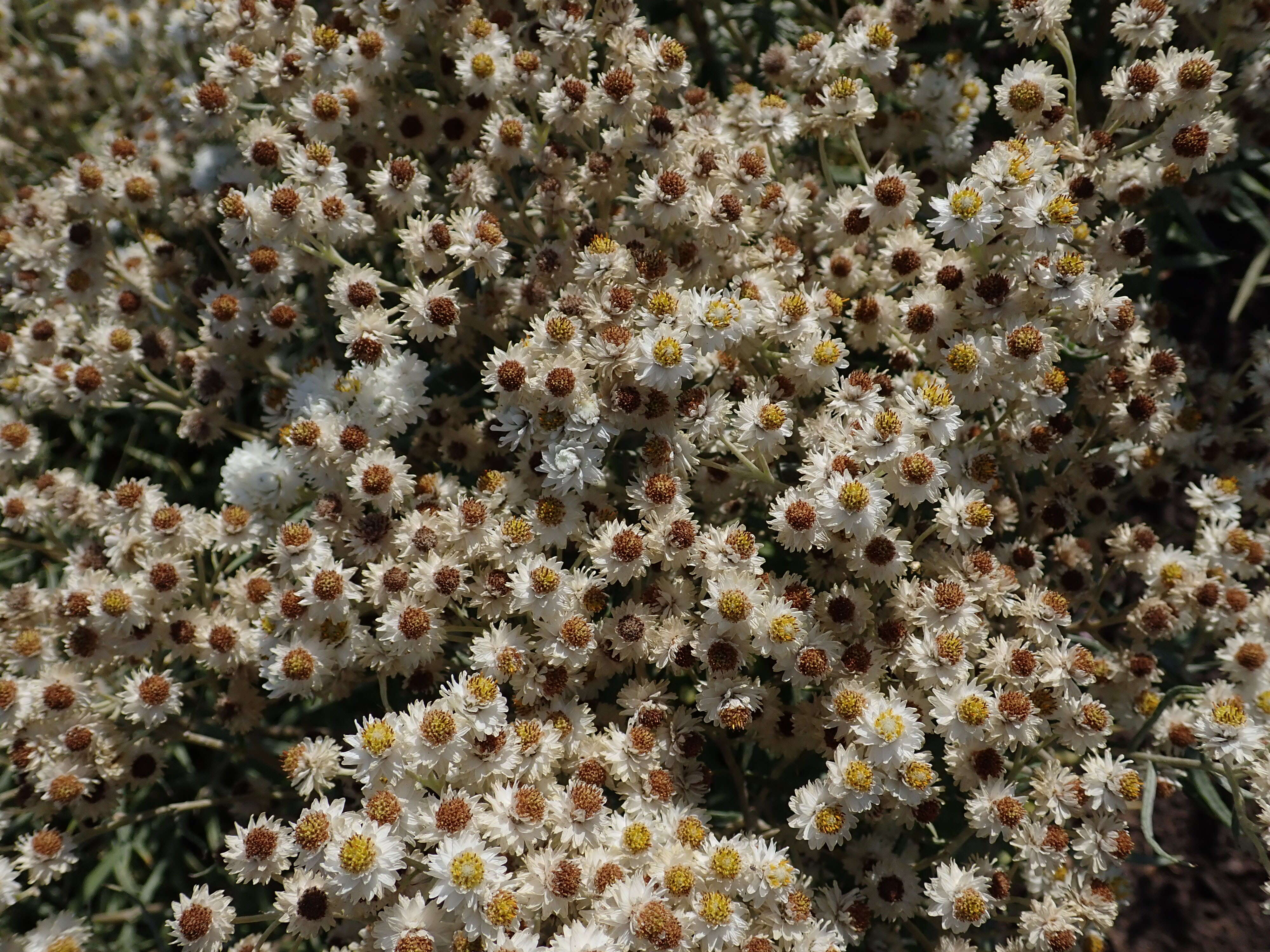 Imagem de Anaphalis margaritacea (L.) Benth.