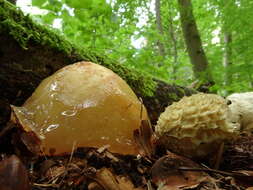 Image of Stinkhorn