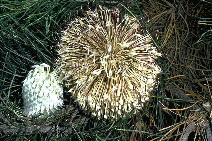 Image of Banksia