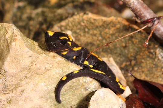 Image of Common Fire Salamander