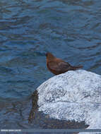 Image of Brown Dipper