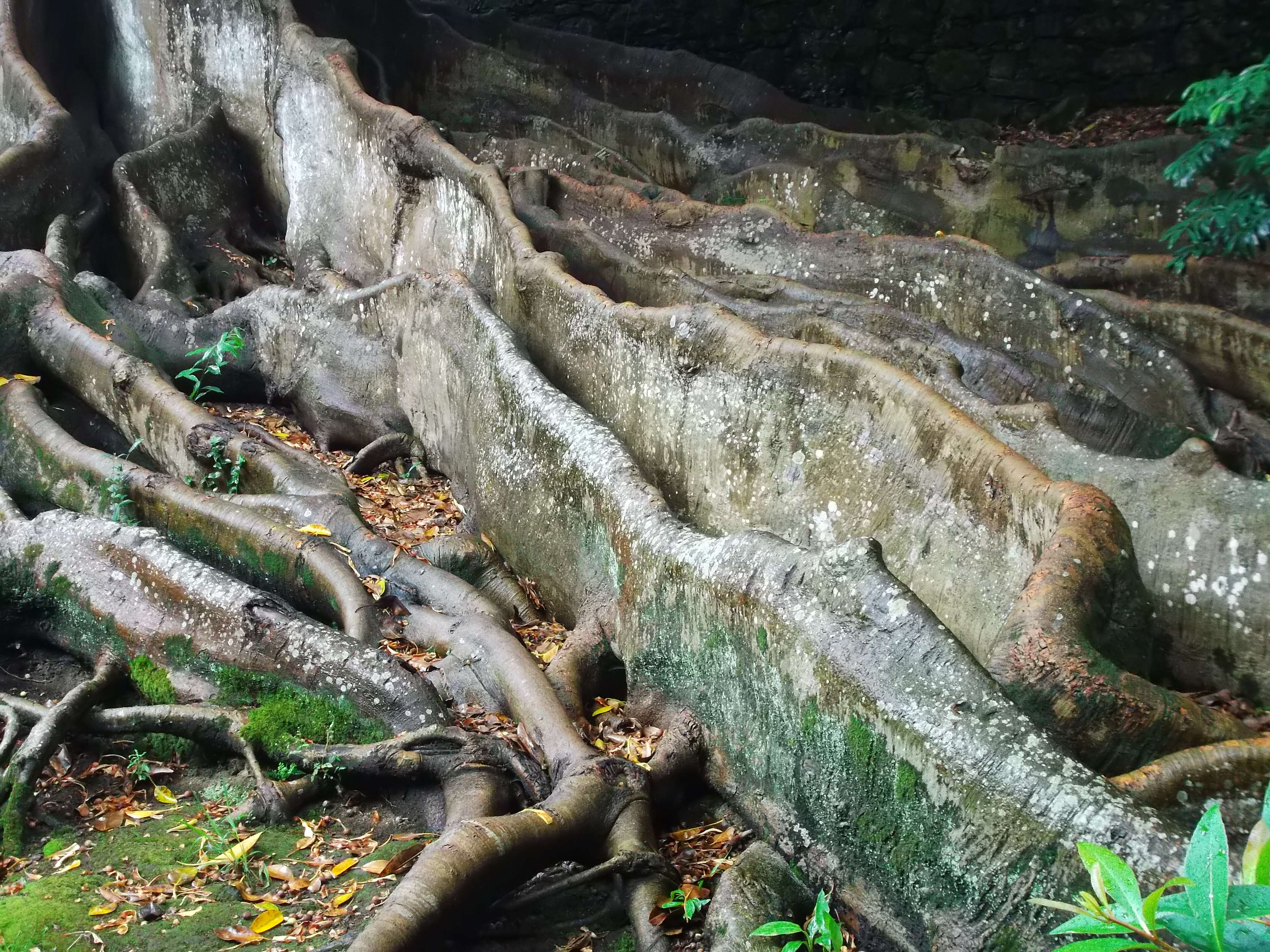 Imagem de Ficus macrophylla Desf.