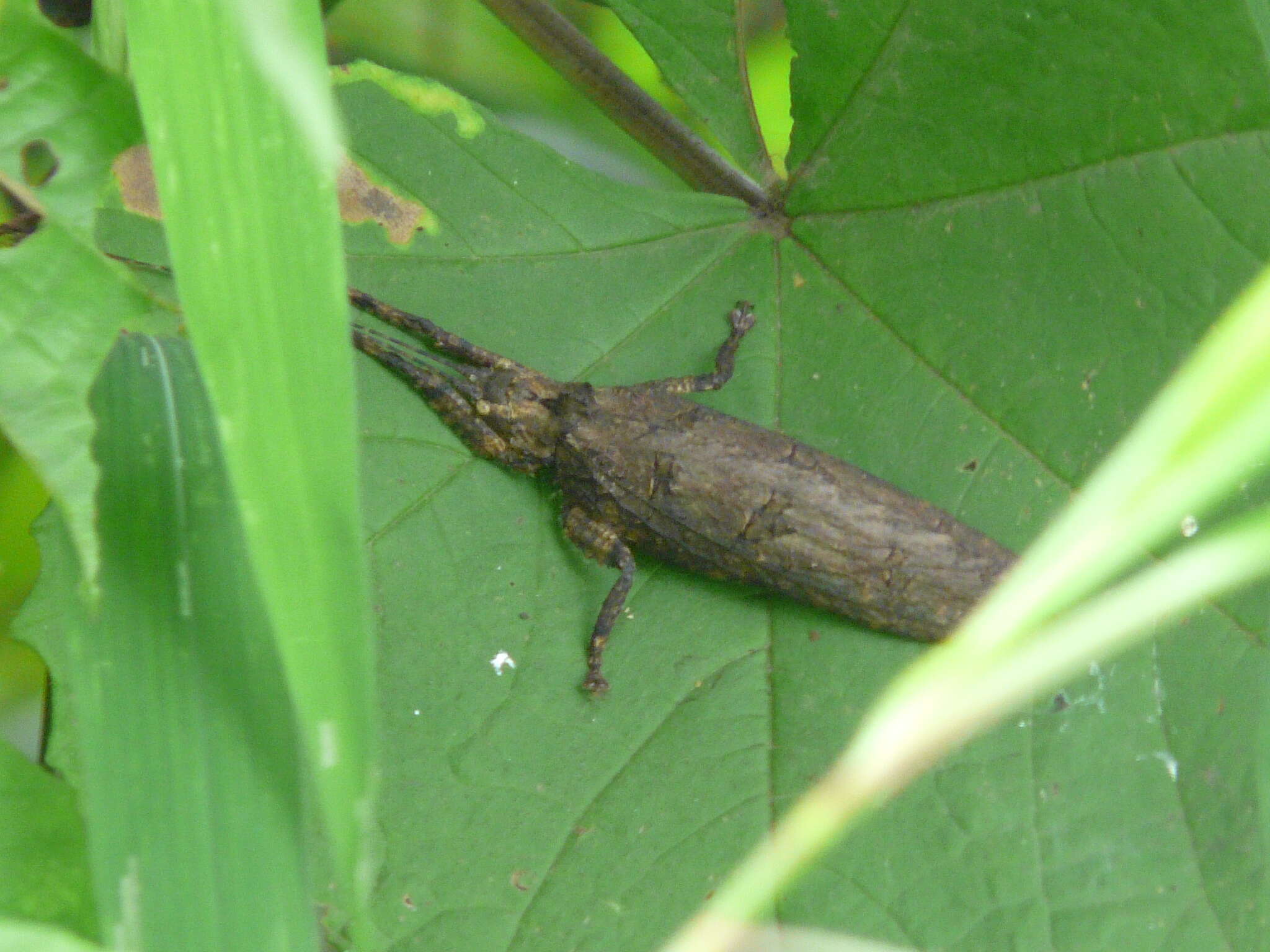 Image of Sathrophyllia