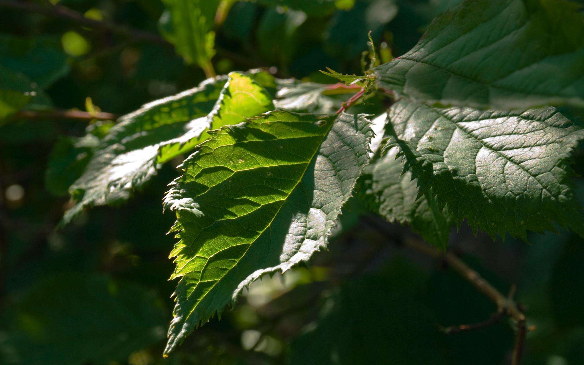 Imagem de Prunus brigantina Vill.