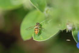 Image of Syrphid fly