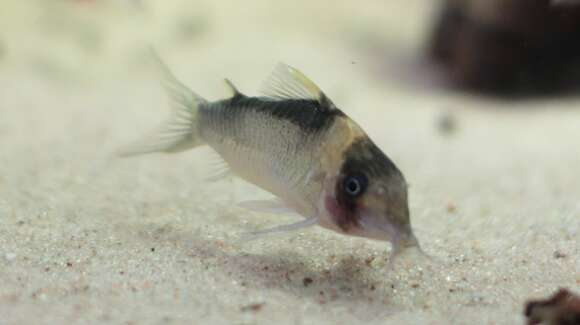 Image of Corydoras imitator Nijssen & Isbrücker 1983