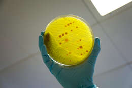 Image of Bacteria