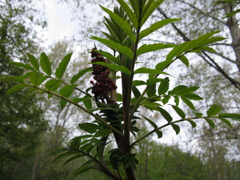 Image of staghorn sumac