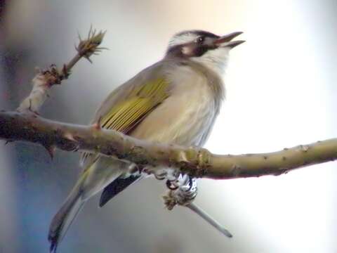 Image of Light-vented Bulbul