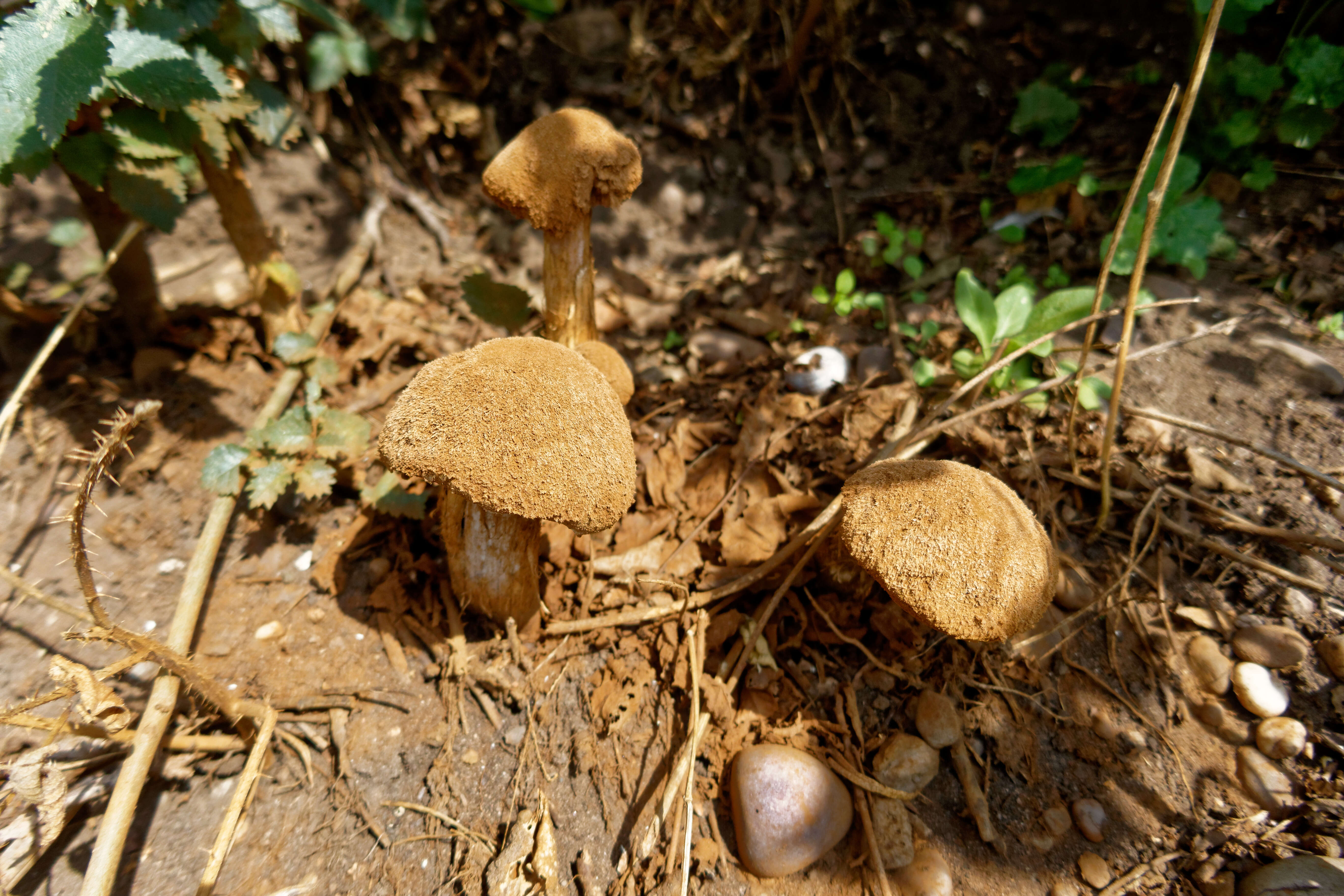 Imagem de Battarrea phalloides (Dicks.) Pers. 1801