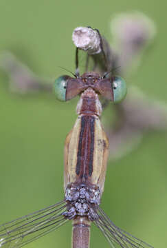 Image of Lestes patricia Fraser 1924