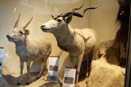 Image of Addax