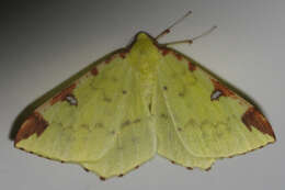 Image of brimstone moth