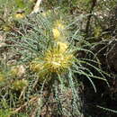 Image of Banksia bella A. R. Mast & K. R. Thiele