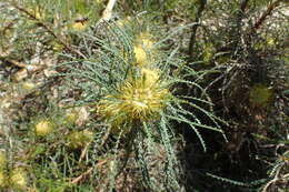 Image of Banksia bella A. R. Mast & K. R. Thiele