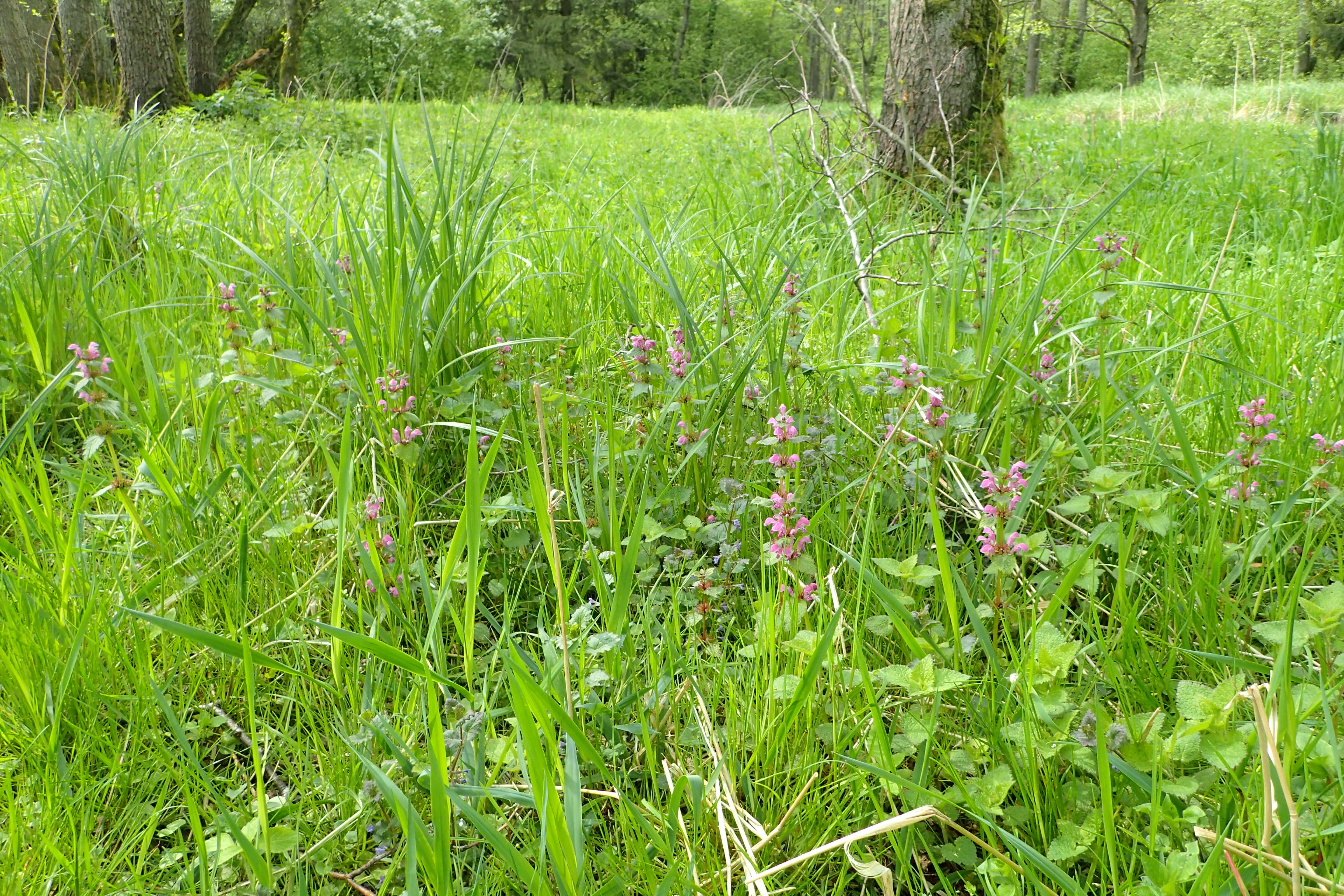 Image of spotted dead-nettle