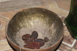 Image of Kola nut