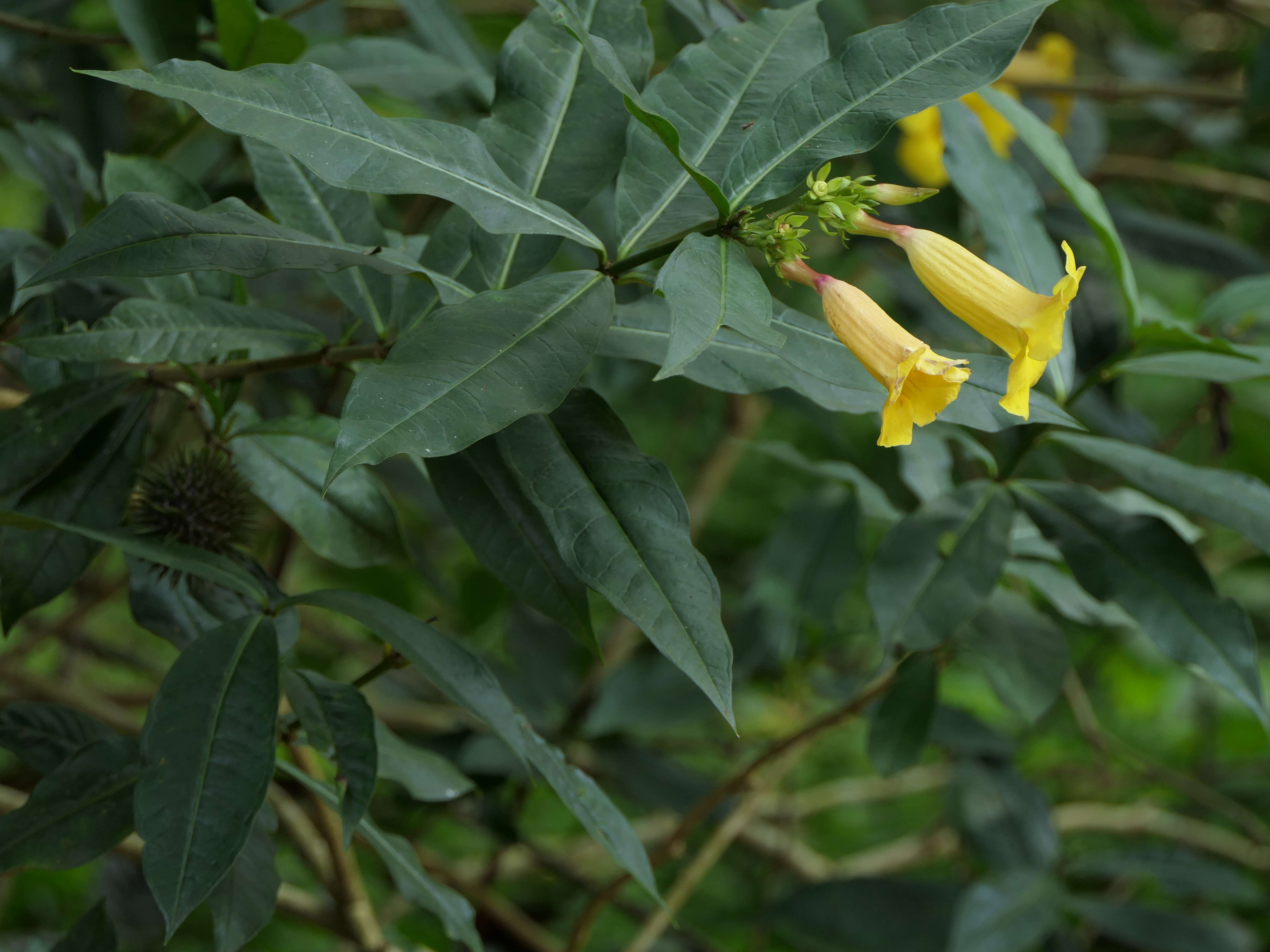 Image of golden trumpet